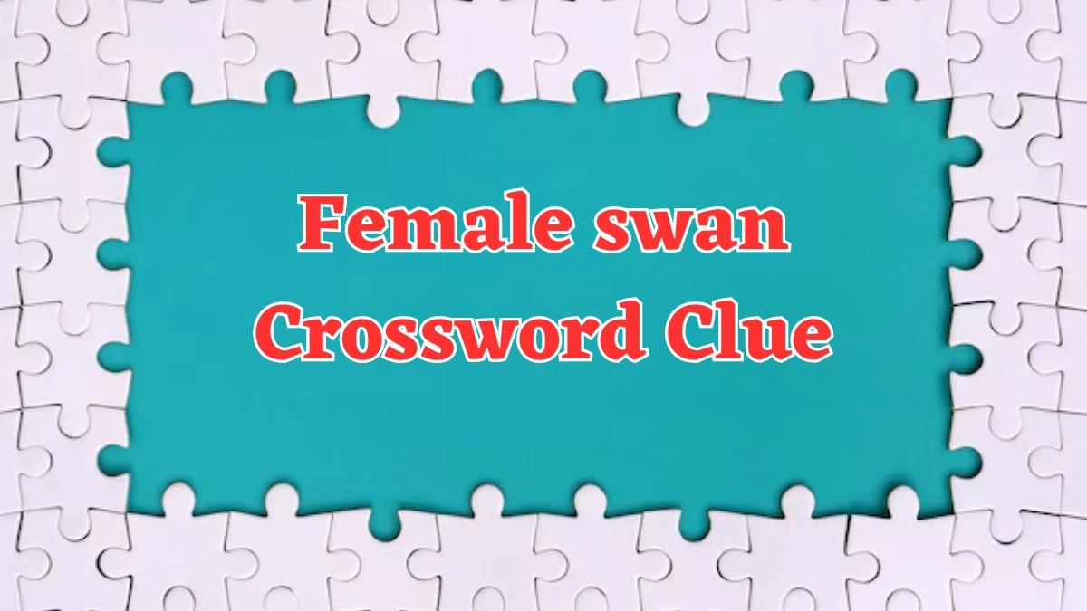 Female swan Crossword Clue 3 Letters