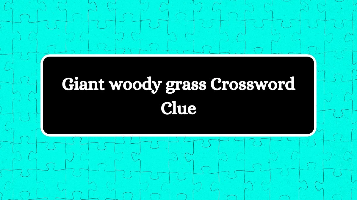 Giant woody grass Crossword Clue