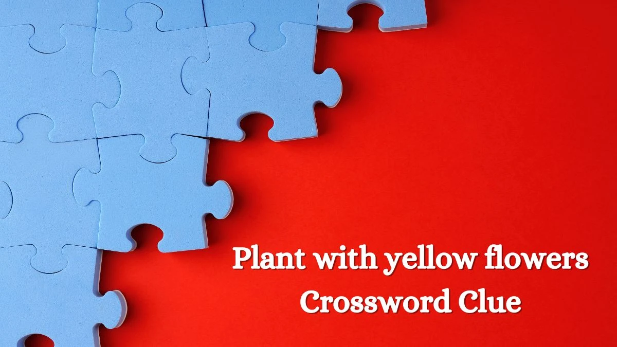 Plant with yellow flowers Crossword Clue