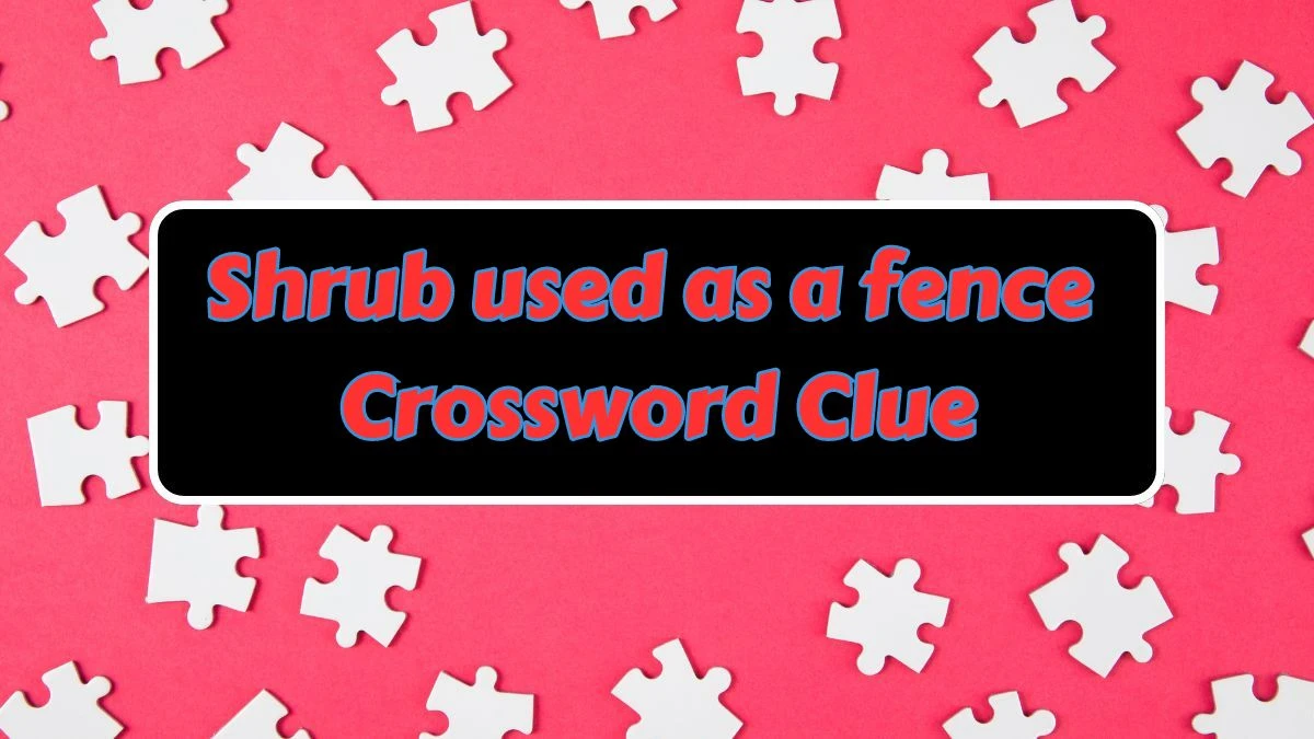 Shrub used as a fence Crossword Clue