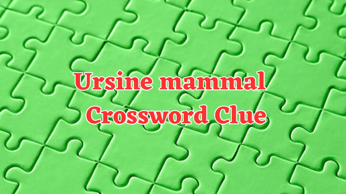 Ursine mammal Crossword Clue 4 Letters