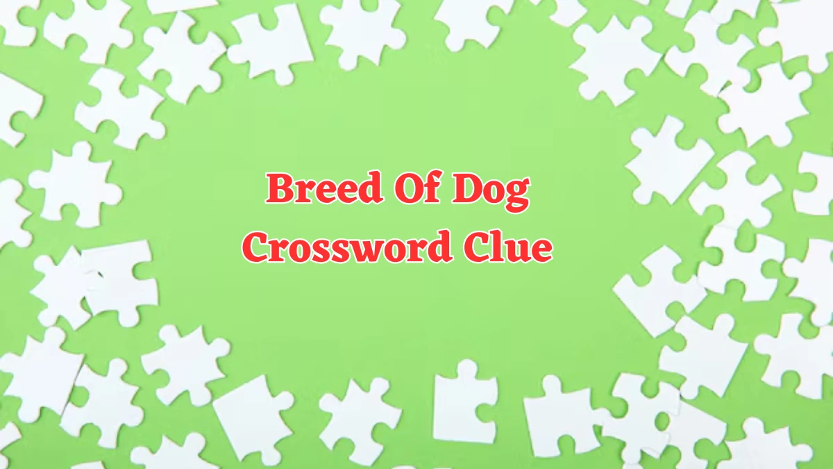 Breed Of Dog Crossword Clue 9 Letters