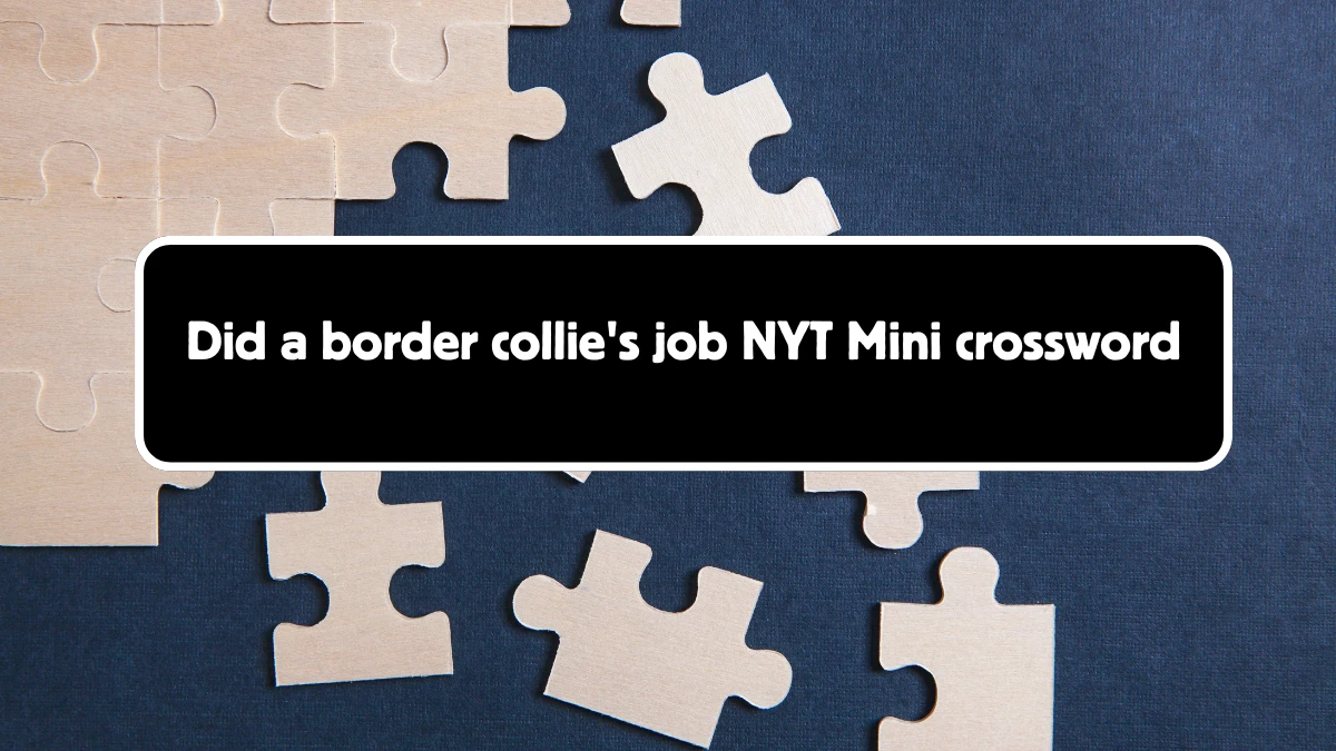 Did a border collie's job NYT Crossword Clue