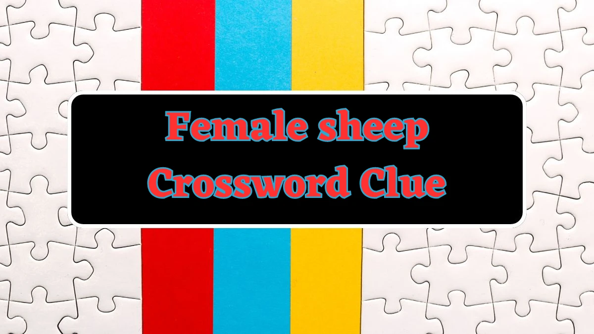 Female sheep Crossword Clue 3 Letters