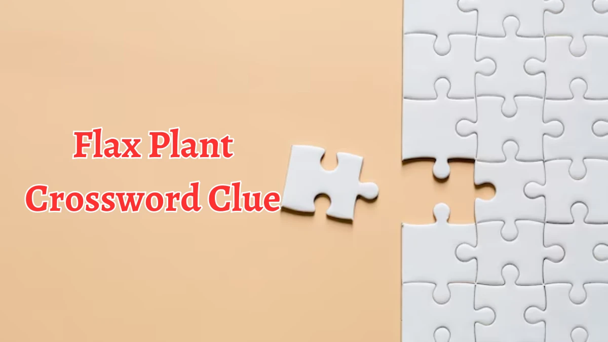 Flax Plant Crossword Clue