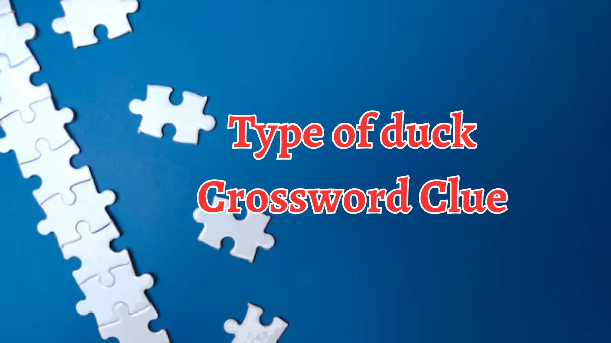 Type of duck Crossword Clue