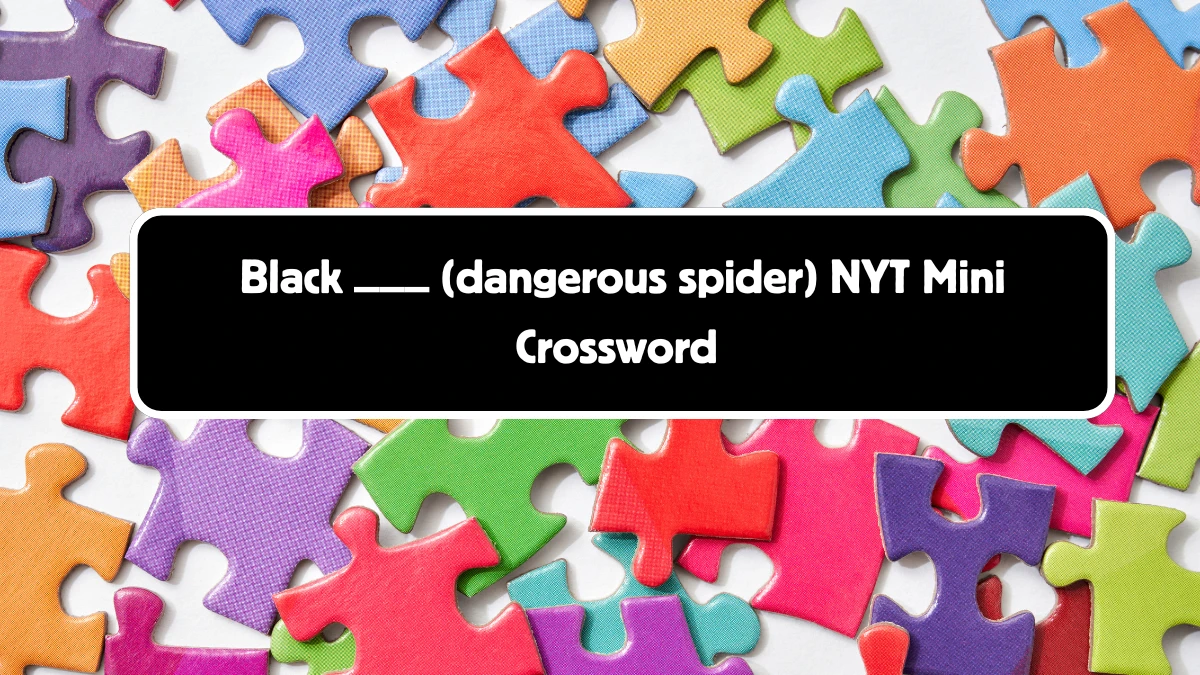 Black ___ (dangerous spider) NYT