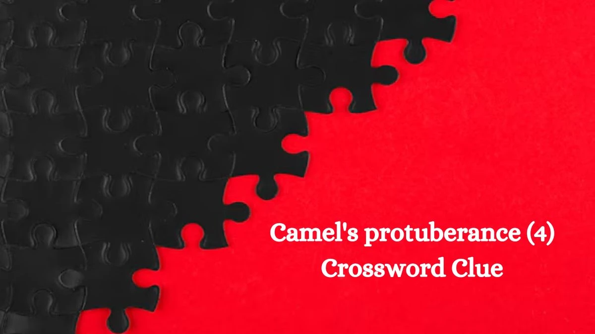 Camel's protuberance (4) Crossword Clue 4 Letters