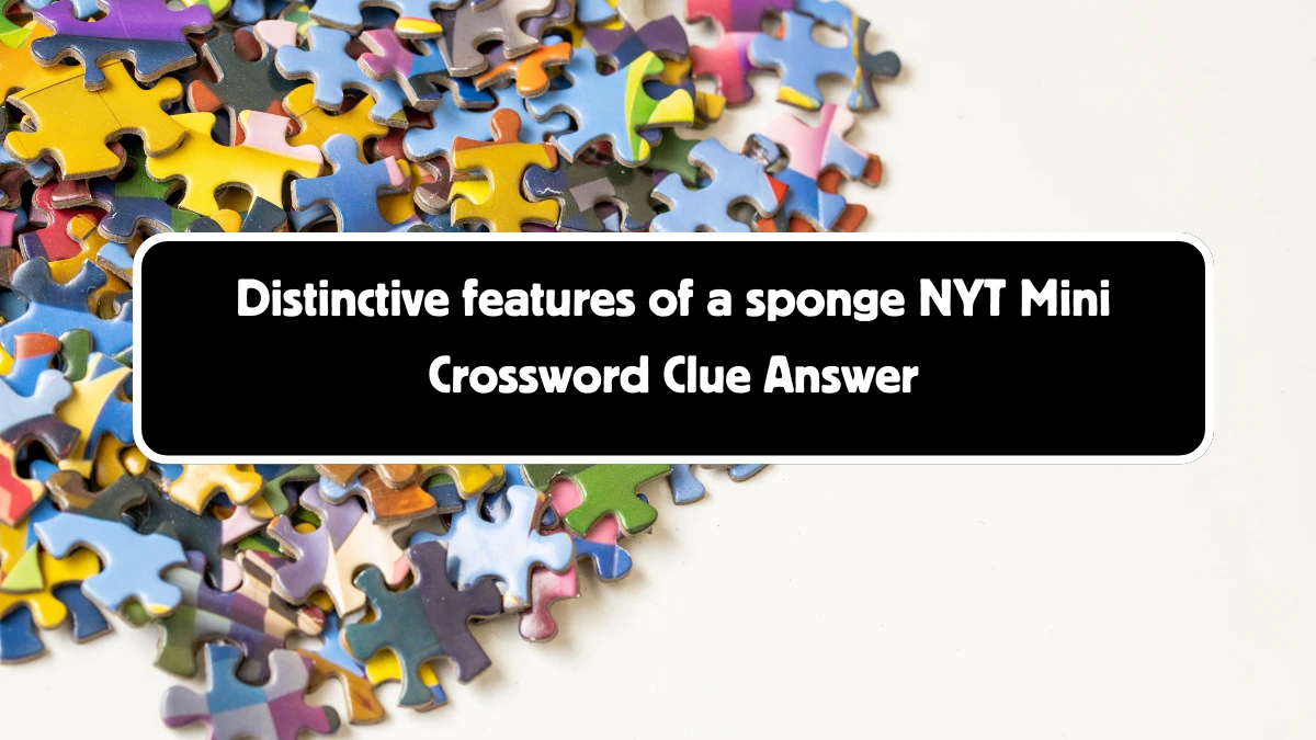 Distinctive features of a sponge NYT