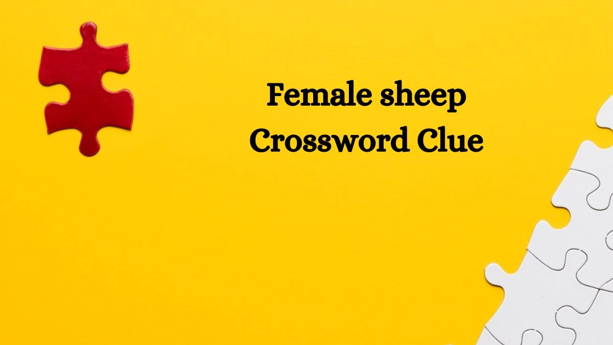 Female sheep Crossword Clue 3 Letters