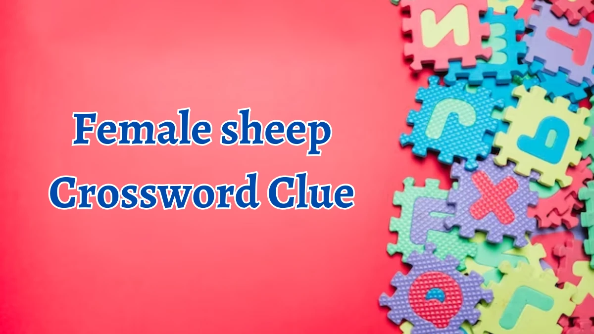 Female sheep Crossword Clue 3 Letters