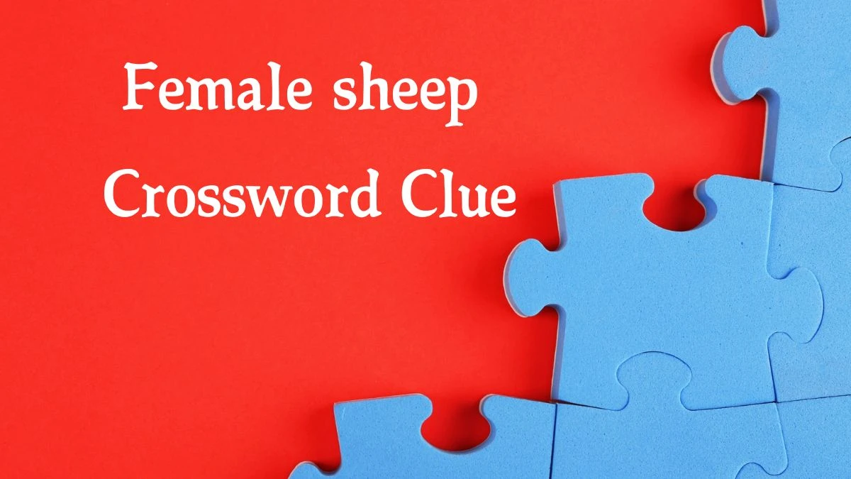 Female sheep Crossword Clue