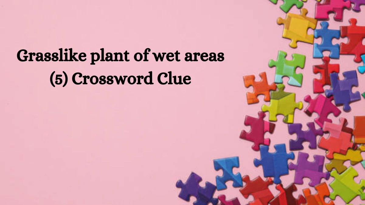 Grasslike plant of wet areas (5) Crossword Clue