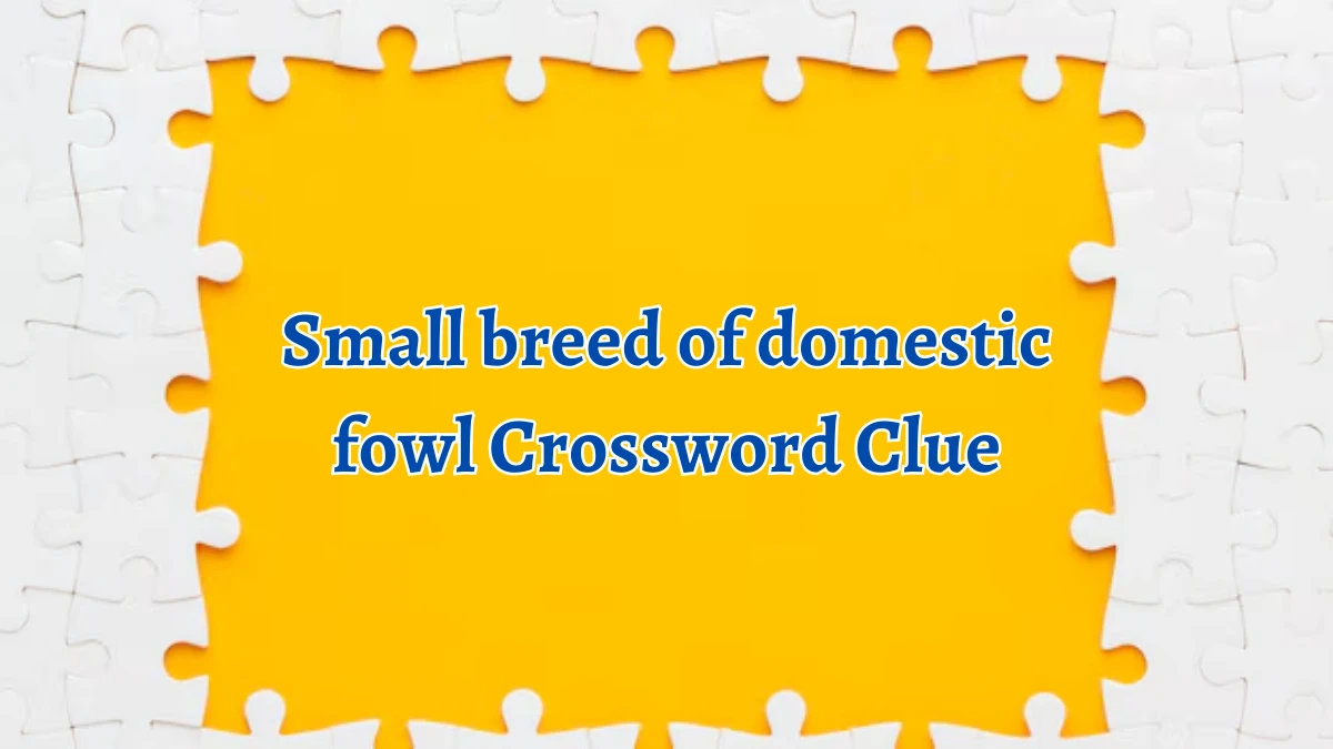 Small breed of domestic fowl Crossword Clue