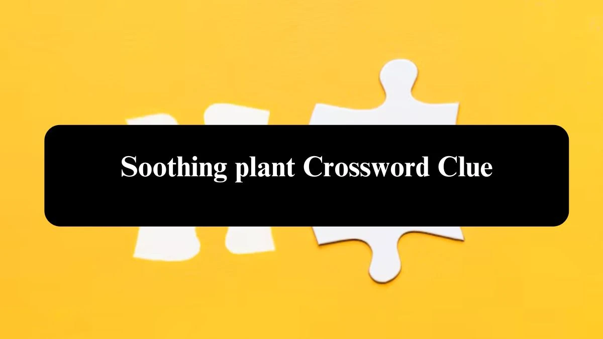 Soothing plant Crossword Clue