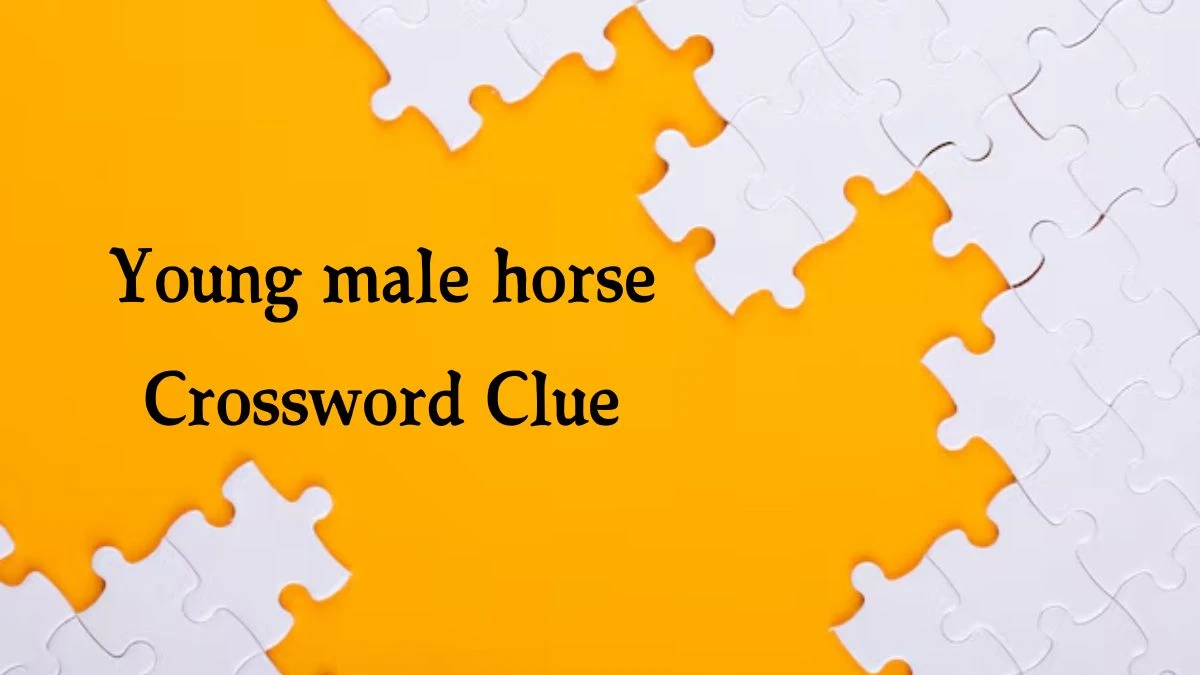 Young male horse Crossword Clue