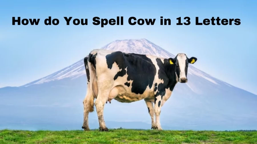 How do You Spell Cow in 13 Letters? - Riddle with Answer